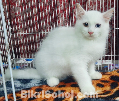 Persian High Quality Mixed Breed Kittens